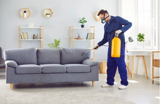 How Pest Control Services In Orange County Help Prevent Costly Damage