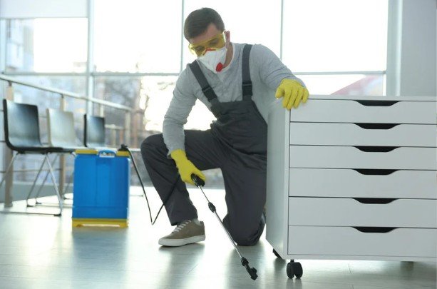 Termite Control Protects Wood And Structure