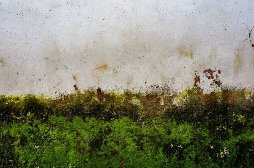 How Mold Can Spread Without Being Seen