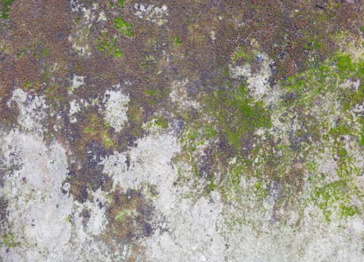 Mold Can Grow Behind Walls