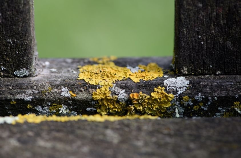 Mold Needs Moisture to Grow